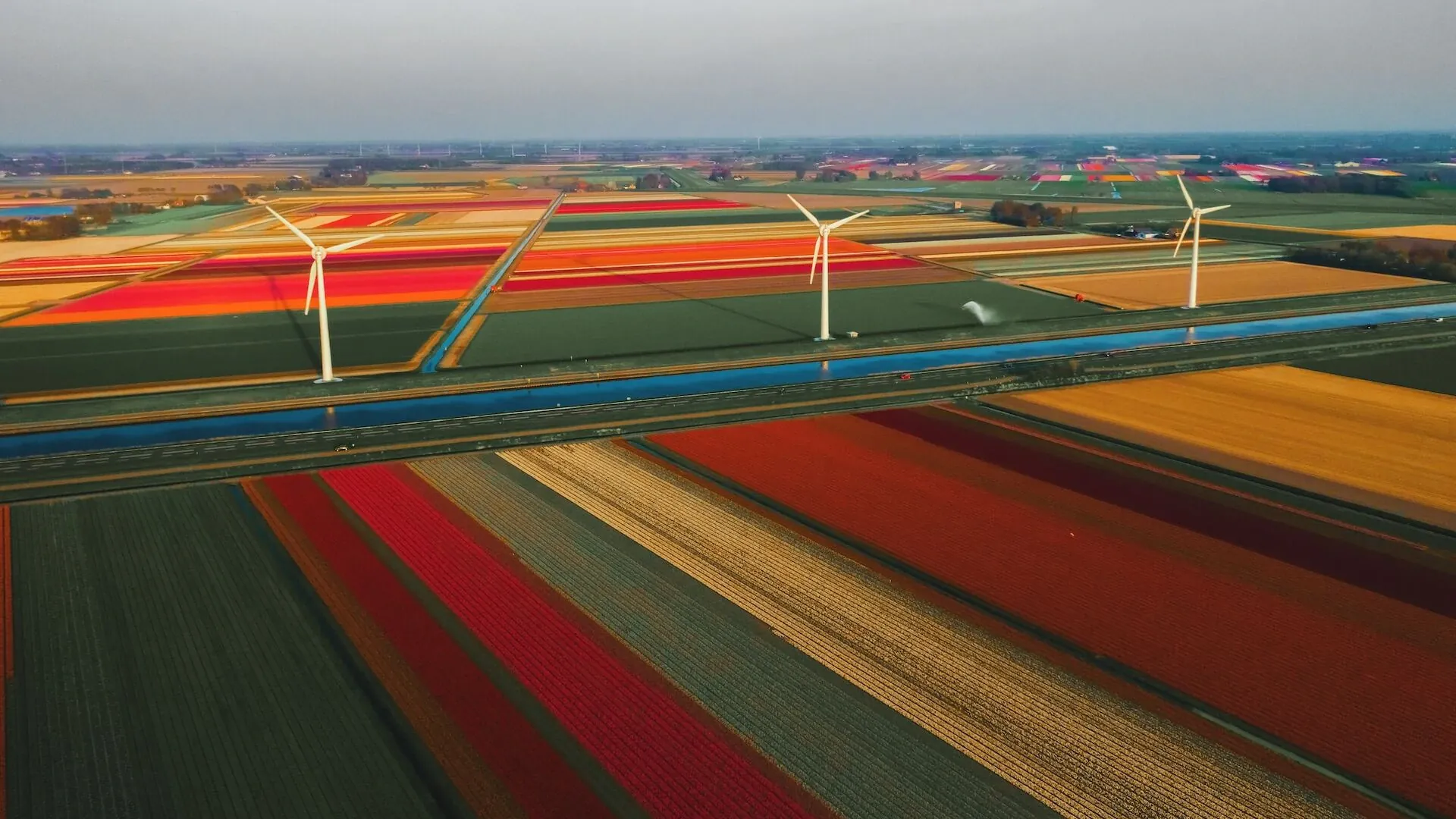 Aerogeneradores integrados en un campo de tulipanes multicolor