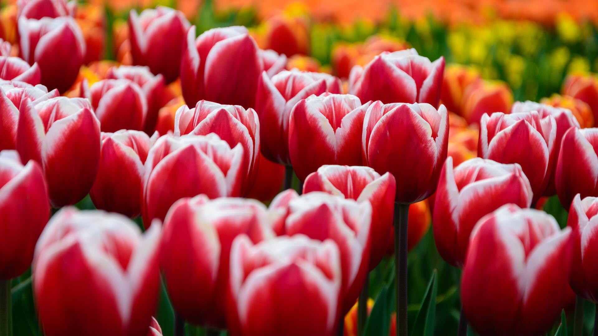 Esta lista de destinos va dedicada a todos aquellos amantes de los tulipanes